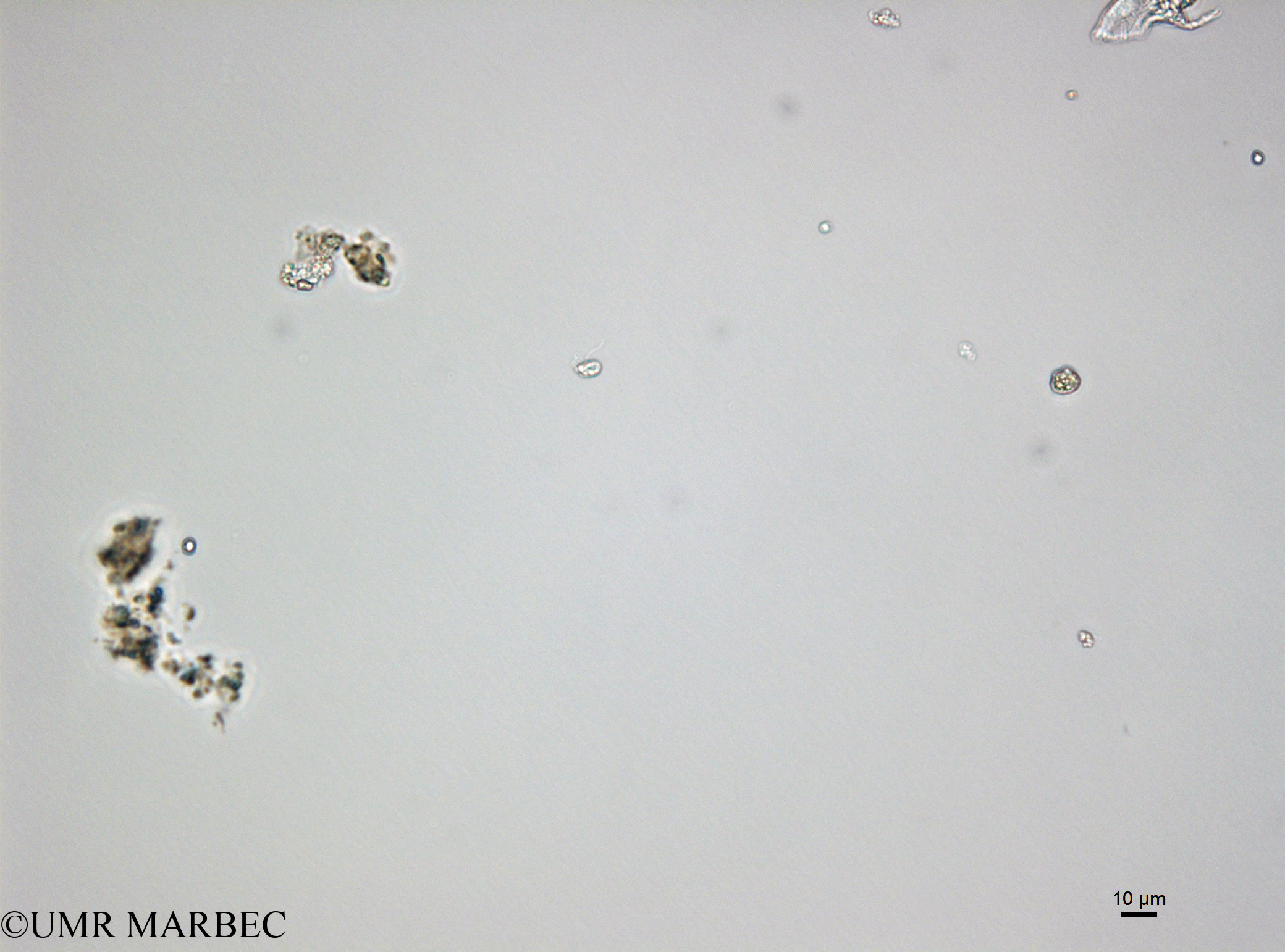 phyto/Bizerte/bizerte_lagoon/RISCO April 2014/Nanoflagellé 14 (cf Hemiselmis sp2 -150402_001_ovl).TIF(copy).jpg